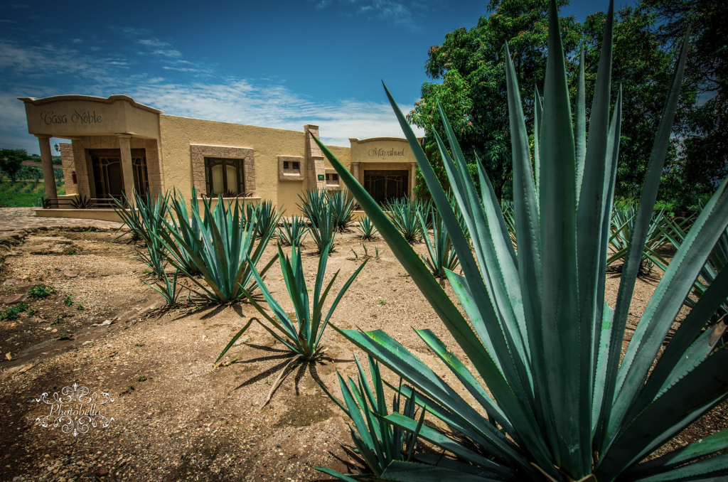 Adoption of Sustainable Production Process to Create Growth Opportunities for the Global Mezcal Market