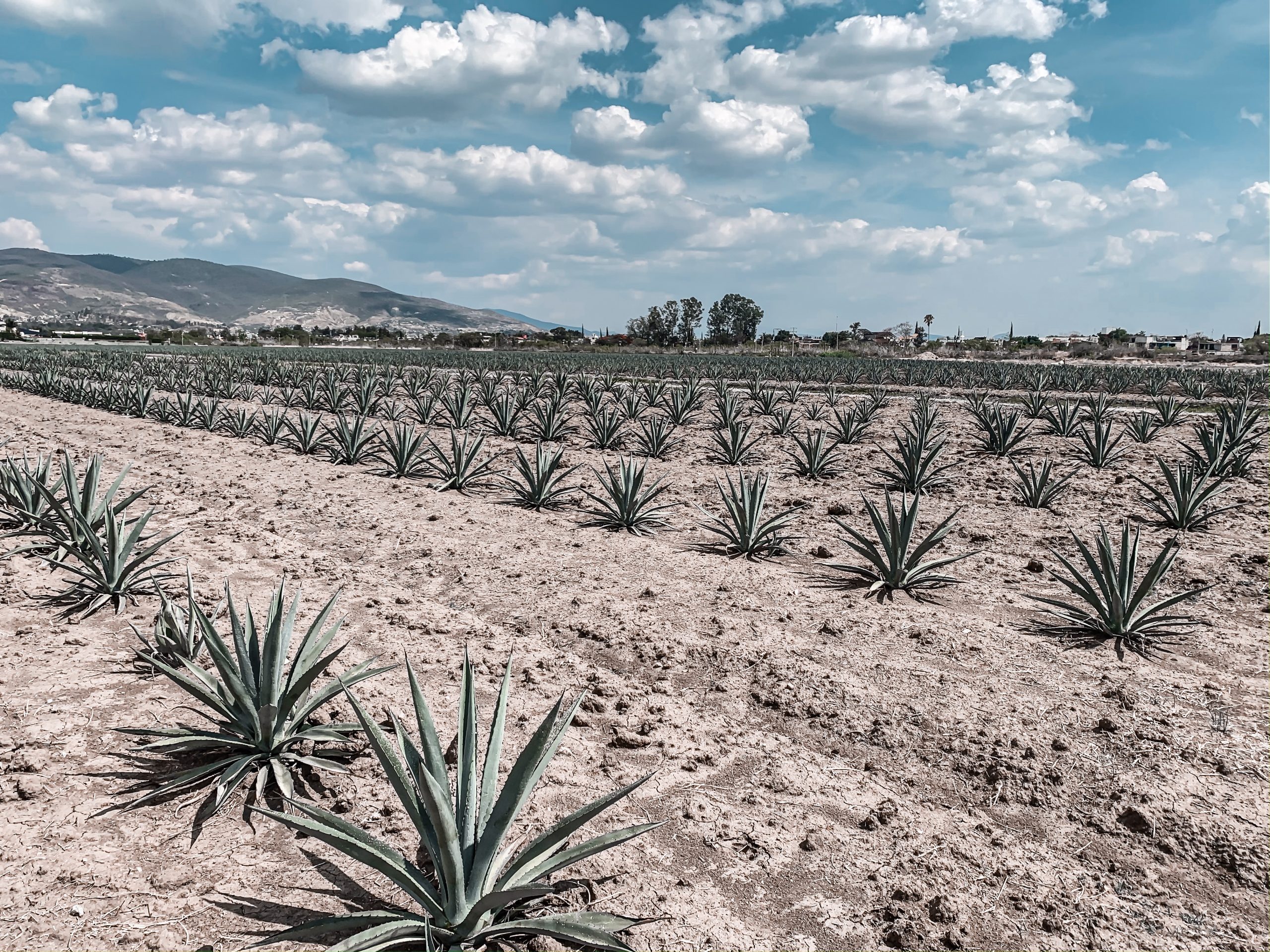 Worldwide Mezcal Industry Report to 2027