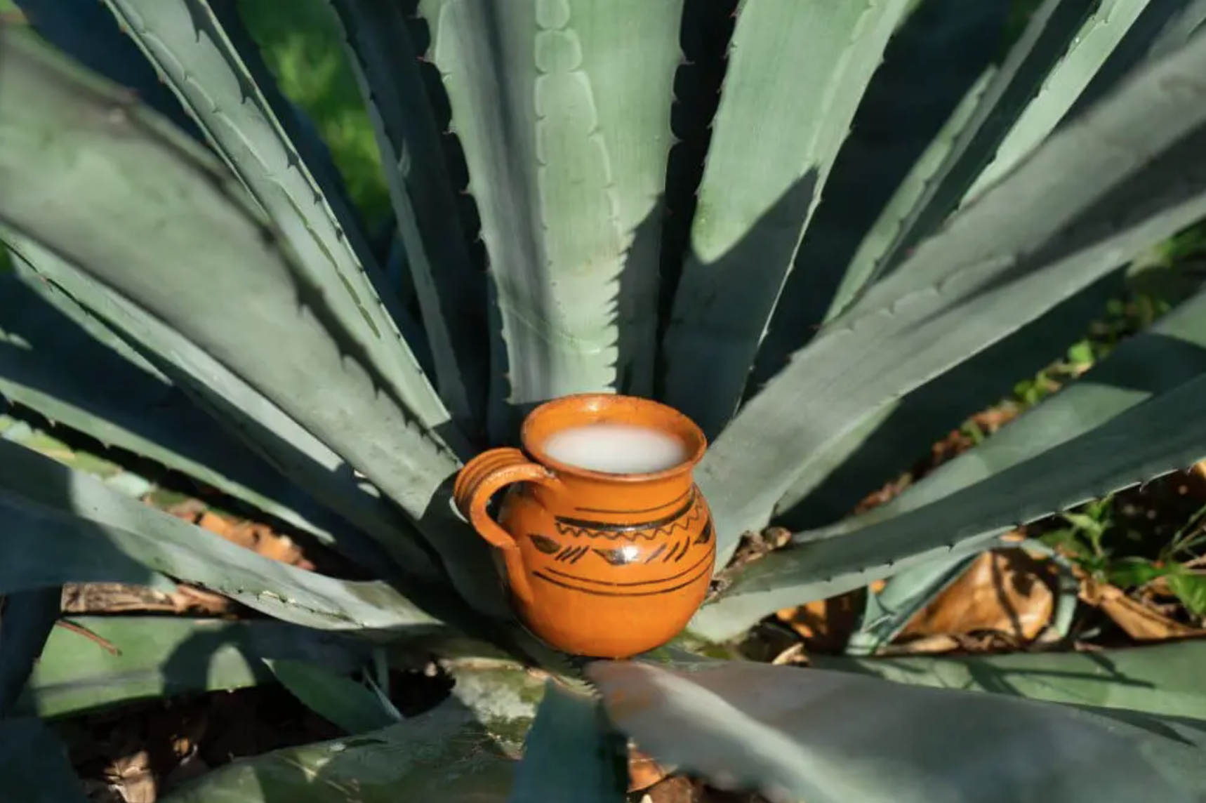 Mezcal Pulquero vs. Destilado de Pulque: Key Differences Explained