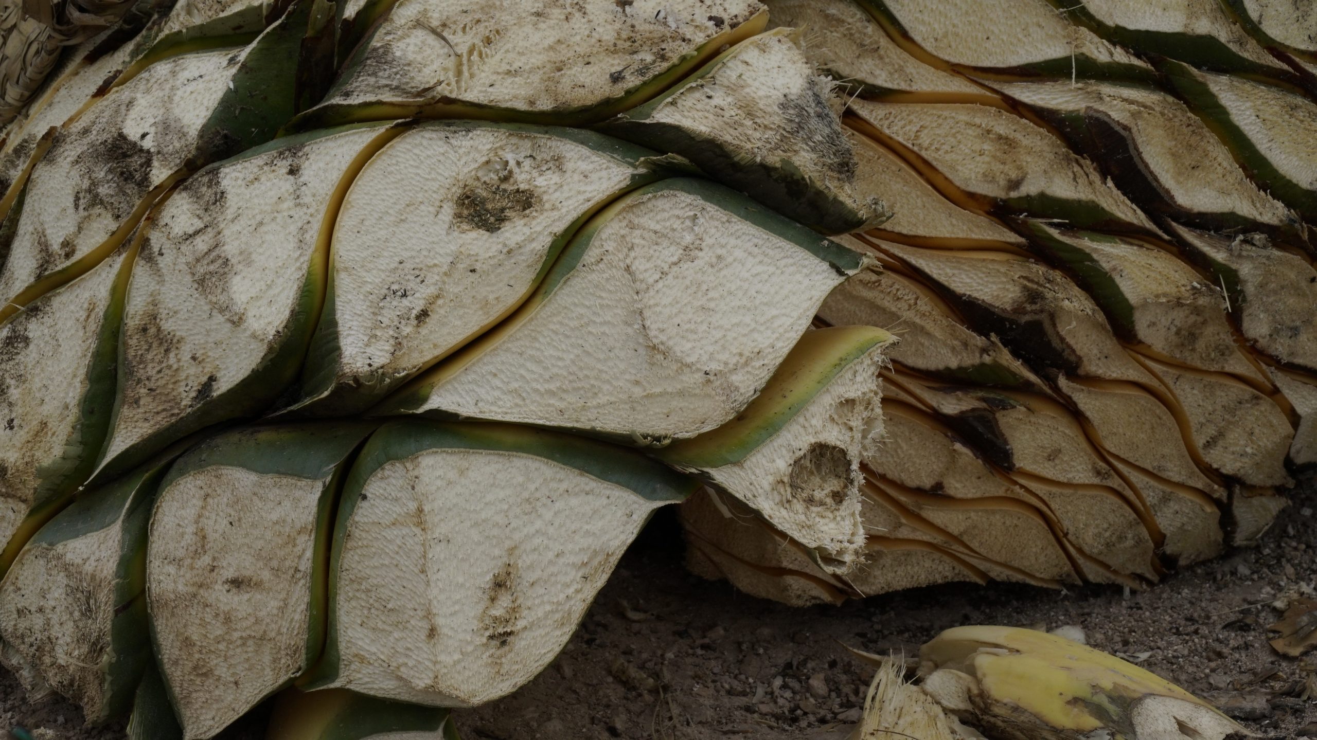 How Mezcal Is Made | MADE HERE UNCUT | Popular Mechanics