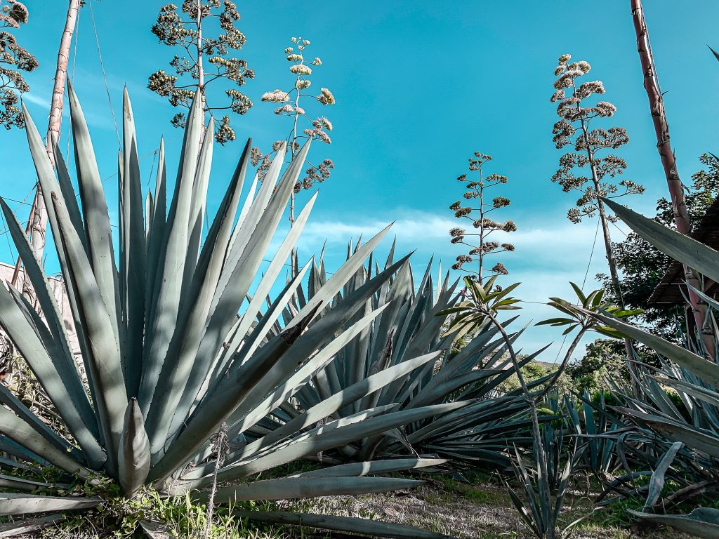 Tequila Tromba Launches Endangered Agave Program
