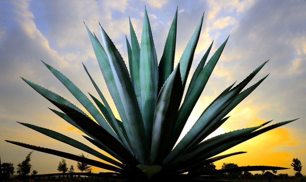 Worldwide Mezcal Industry to 2026 – New Mezcal Crafts New Opportunities